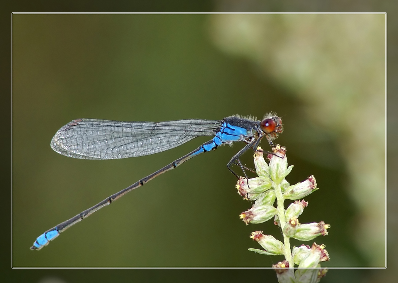 Erythromma viridulum