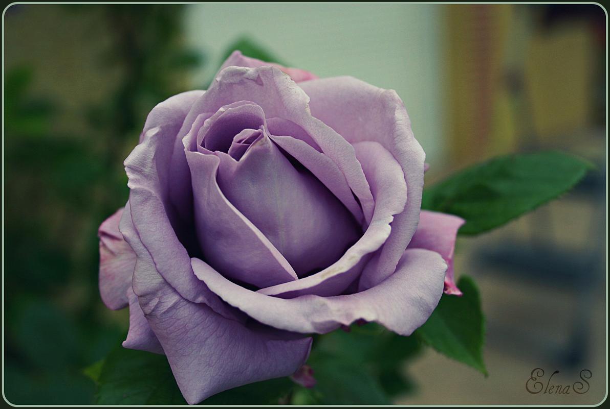 Роза сиреневый туман фото и описание