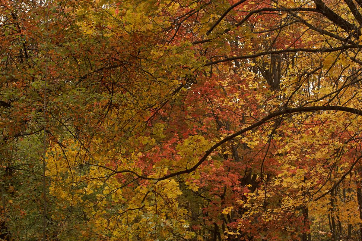 Autumn at Eagle Lake in Acadia National Park National park photos, Acadia nation