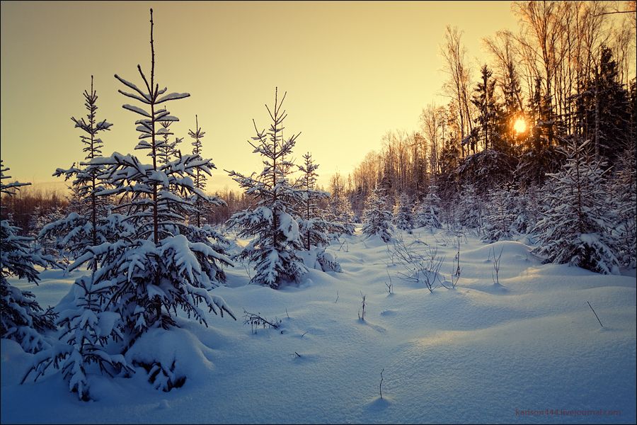 Россия январь 19 год. Зима январь. Январь пейзаж. Подмосковные леса зимой. Январь зимний лес.