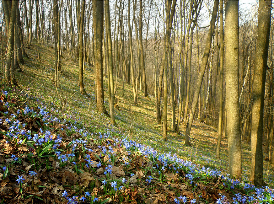Весенний лес фото для детей