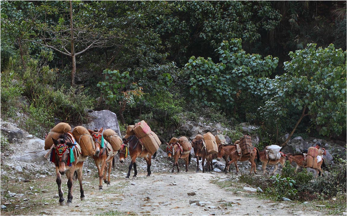 Караван вакансии. Караван в горах. Непал Караван. Непальские мулы. Караван мулов.