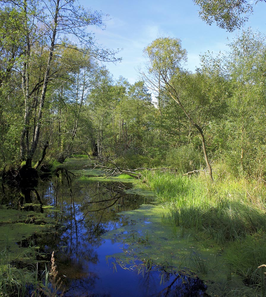 Река вишенка