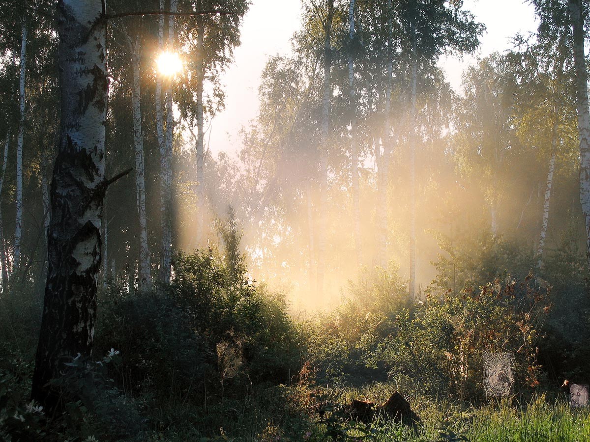 Песня утро в лесу. Утро в лесу. Лес после дождя. Лес после дождя солнце. Ранний рассвет в лесу.