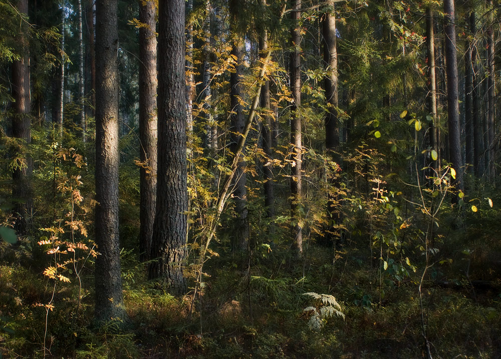 Фото леса изнутри