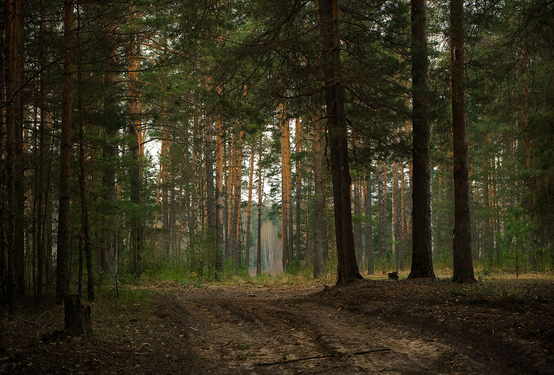 Фото леса внутри