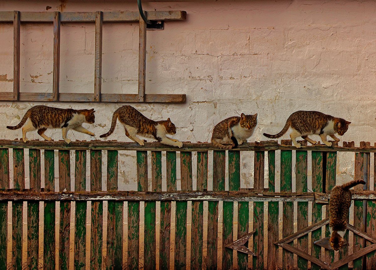 Кот на заборе картинки