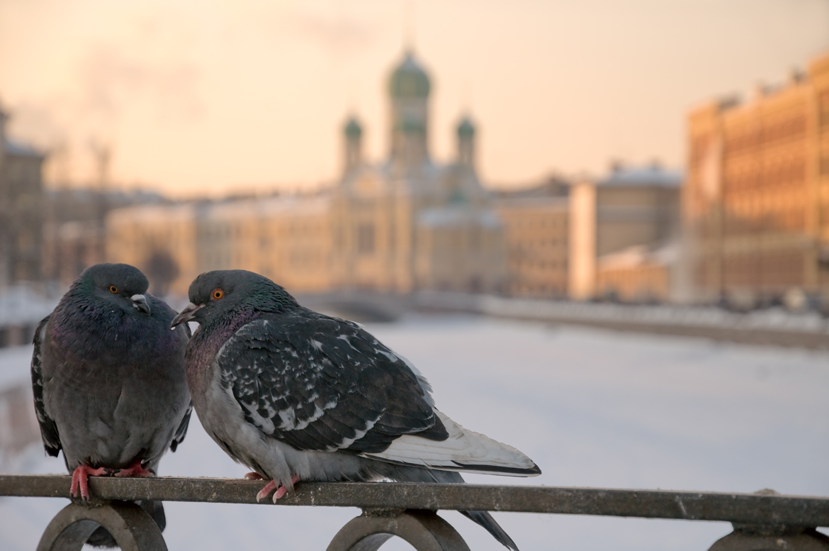 Картинки городские птицы