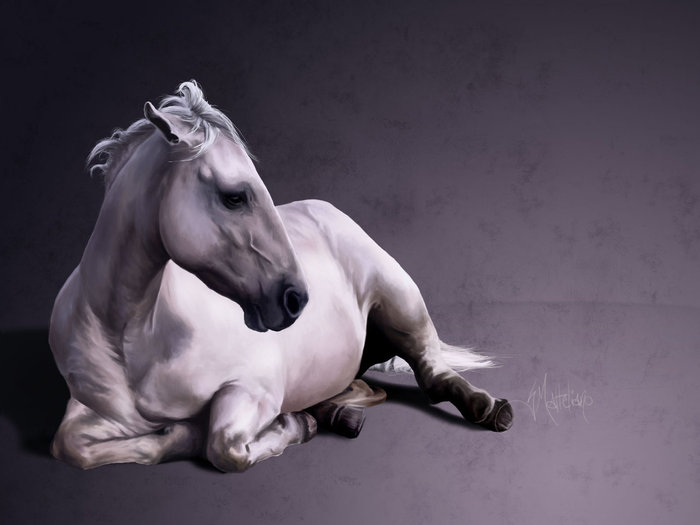 Лошадка сидит. Лошадь лежит. Лошадка лежит. Лошади красивые позы. Белый конь.