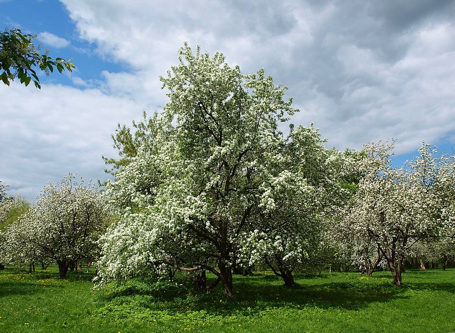 Яблоня весной фото