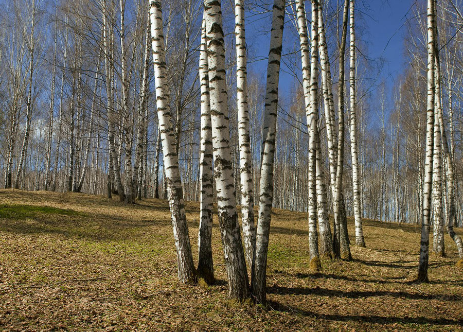 Береза в апреле фото