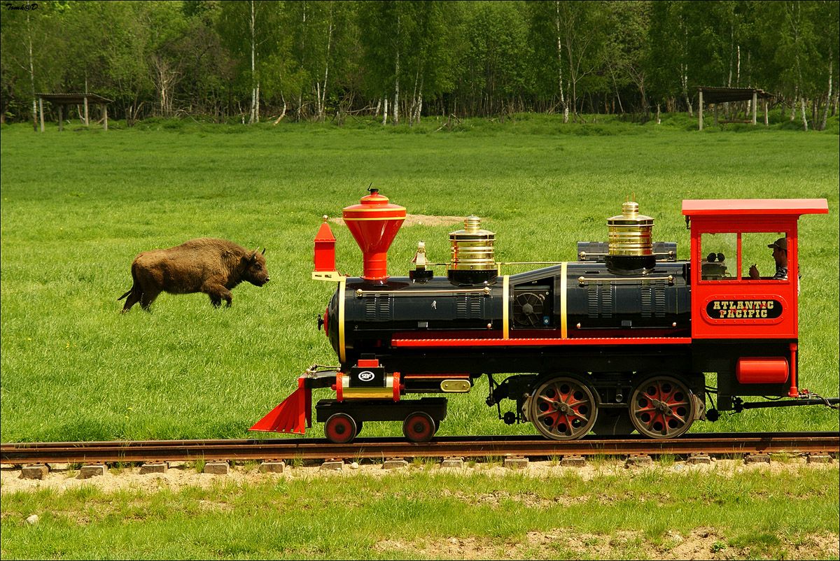 Зоосад могилев фото