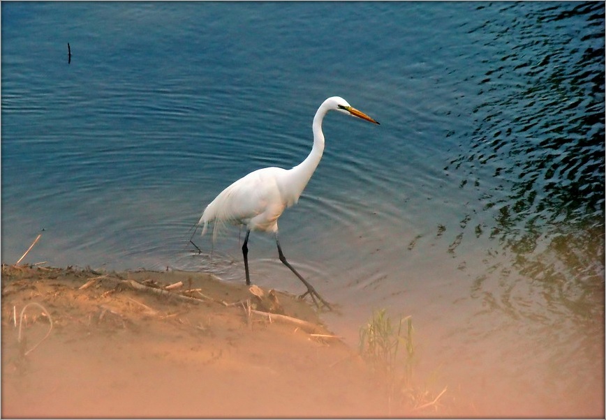 сиреневая цапля. цапли прилетели. увидеть цаплю. видишь цаплю. большая белая цапля.