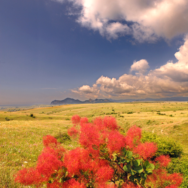 Скумпия в крыму фото