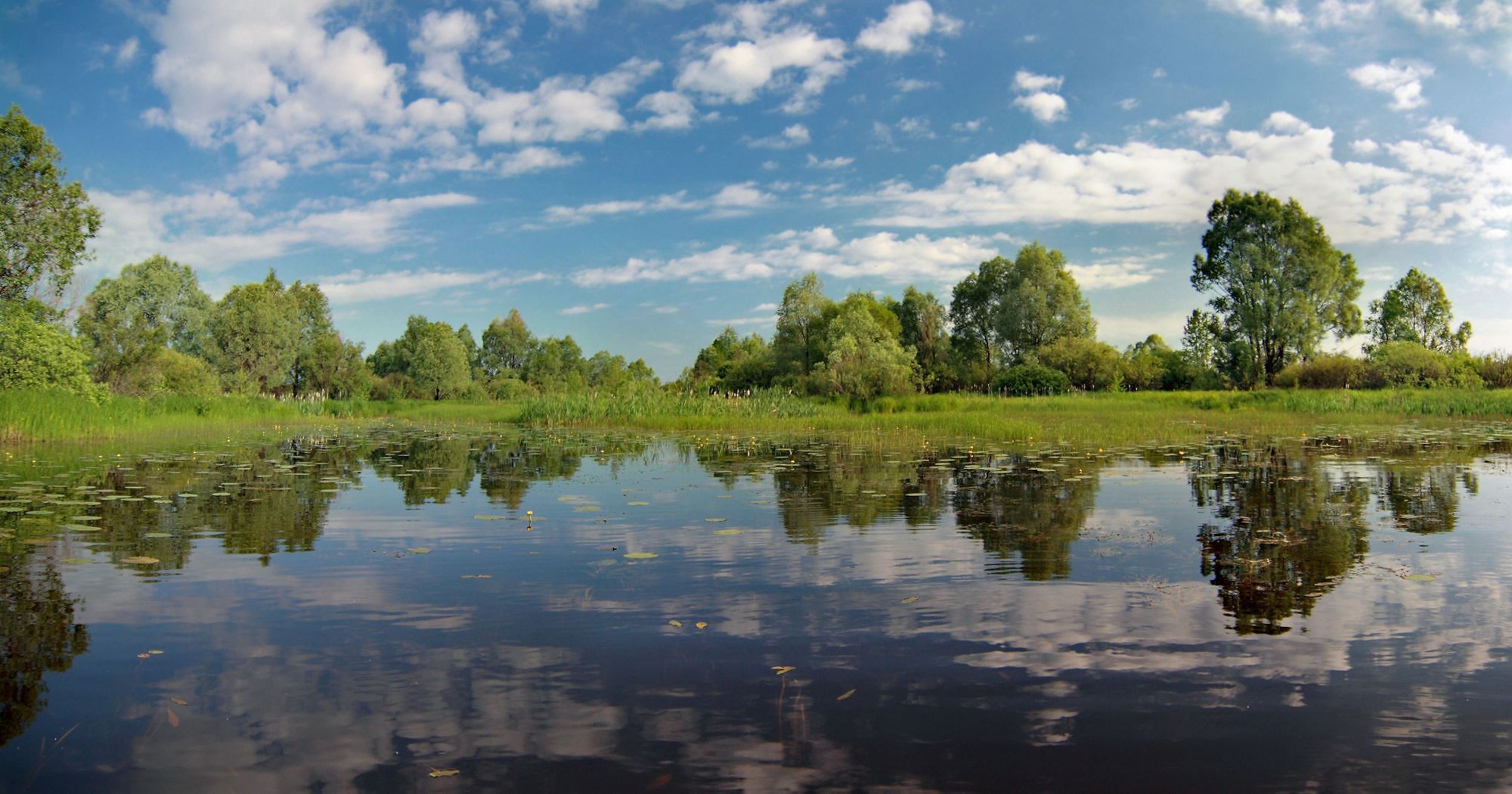 Берега реки Ветлуга река