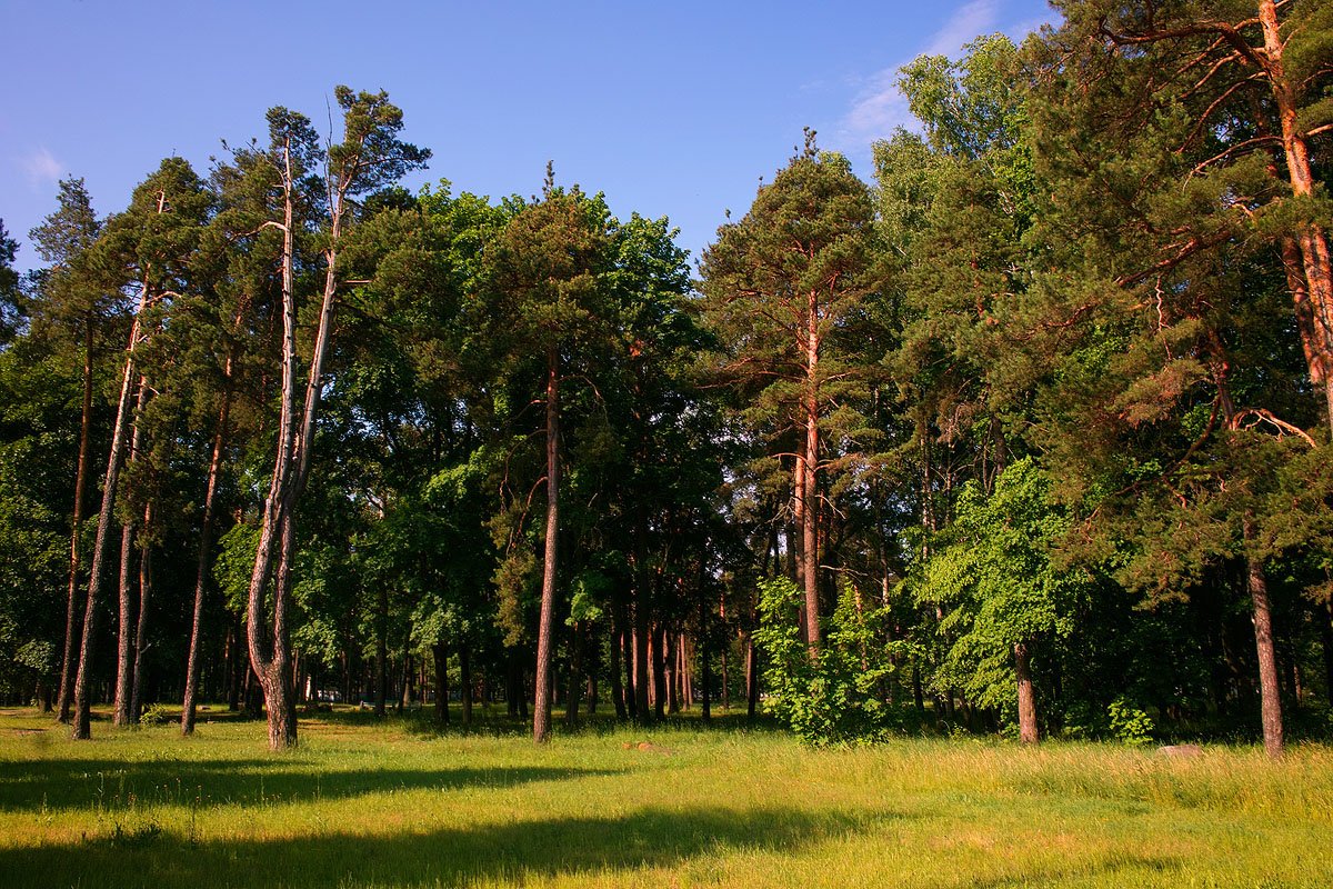 Лесопарк. Рощинский лесопарк. Бобруйск леса. Лес на Бобруйской улице. Лесопарк фото.