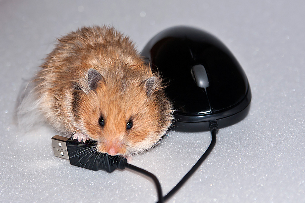 Мышь хомячков. Смешные хомячки. Хомяк прикольный. Пушистая компьютерная мышка. Мышка хомяк компьютерная.