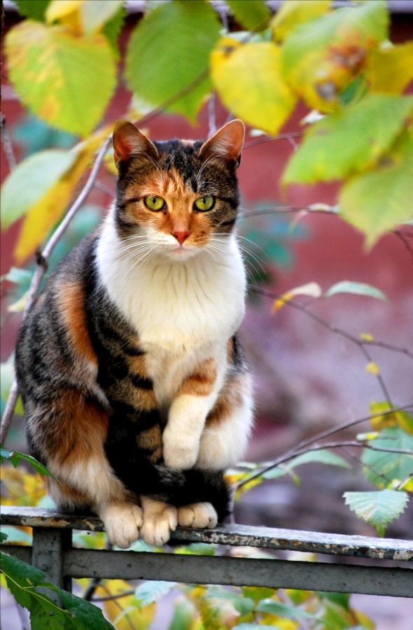 Котики Осенью Фото