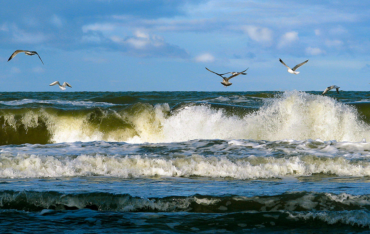 Море а над морем чайки