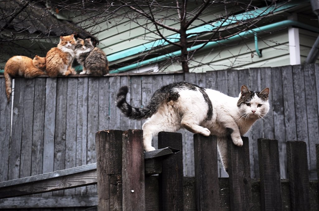 Фото кошки в деревне