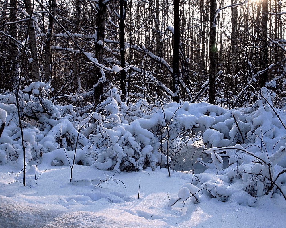 Это прошлогоднее фото