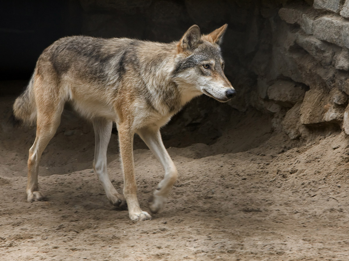 Canis Lupus cubanensis