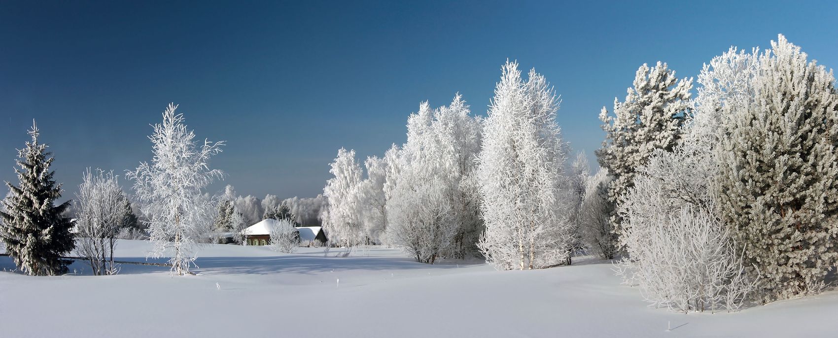 Панорама с зимними деревьями