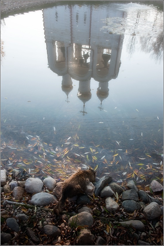 Фото как животные пьют воду