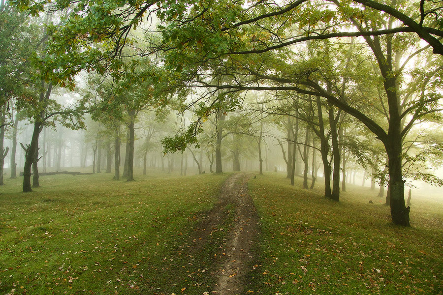 Скоро лес. Жизнь в лесу фото. Горький в лесу.