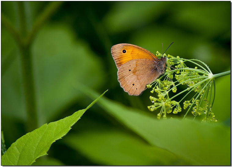 Бабочка автор. Бабочка автор. Бабочка автор. Перламутровка северная бабочка. Бабочка автор.