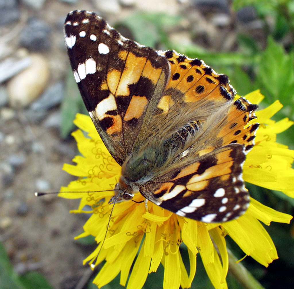 Бабочки татарстана фото