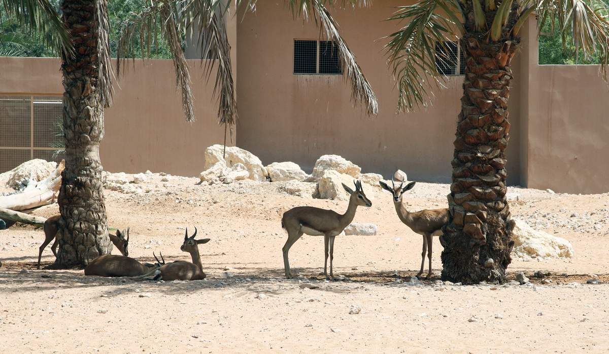 Зоопарк эмирата дубай. Сафари зоопарк Дубай. Dubai Zoo Дубай. Зоопарк в Дубае. Зоопарк в Эмиратах.