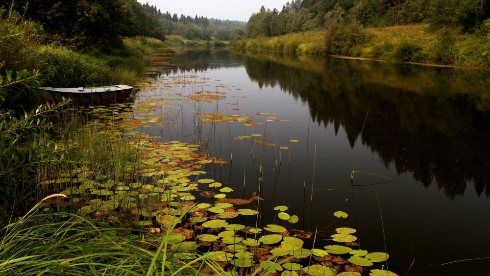 Заводь реки фото