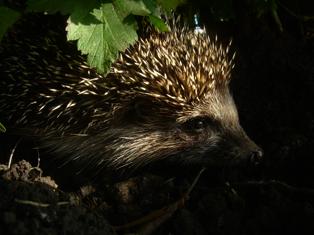 Ёж забрался в дом что делать. Заставка еж. Домик ежика в лесу. Текст диктанта еж забрался в дом из леса. Еж забрался в дом.