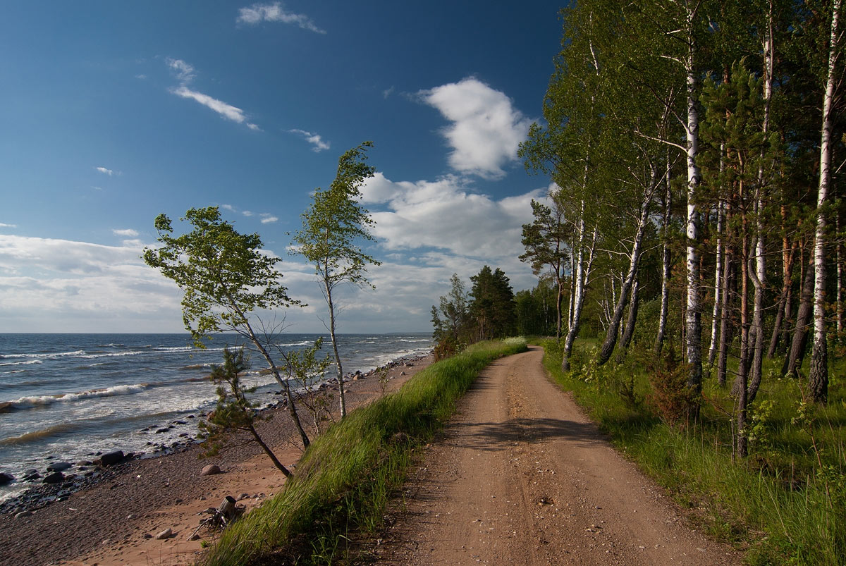 Дорога берег. Березы и море.