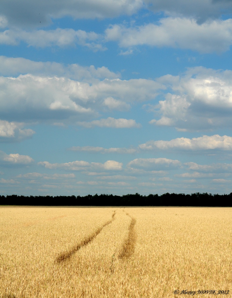 В поле. Красивое поле. Человек в поле. Красивая полевая дорога. В поле.