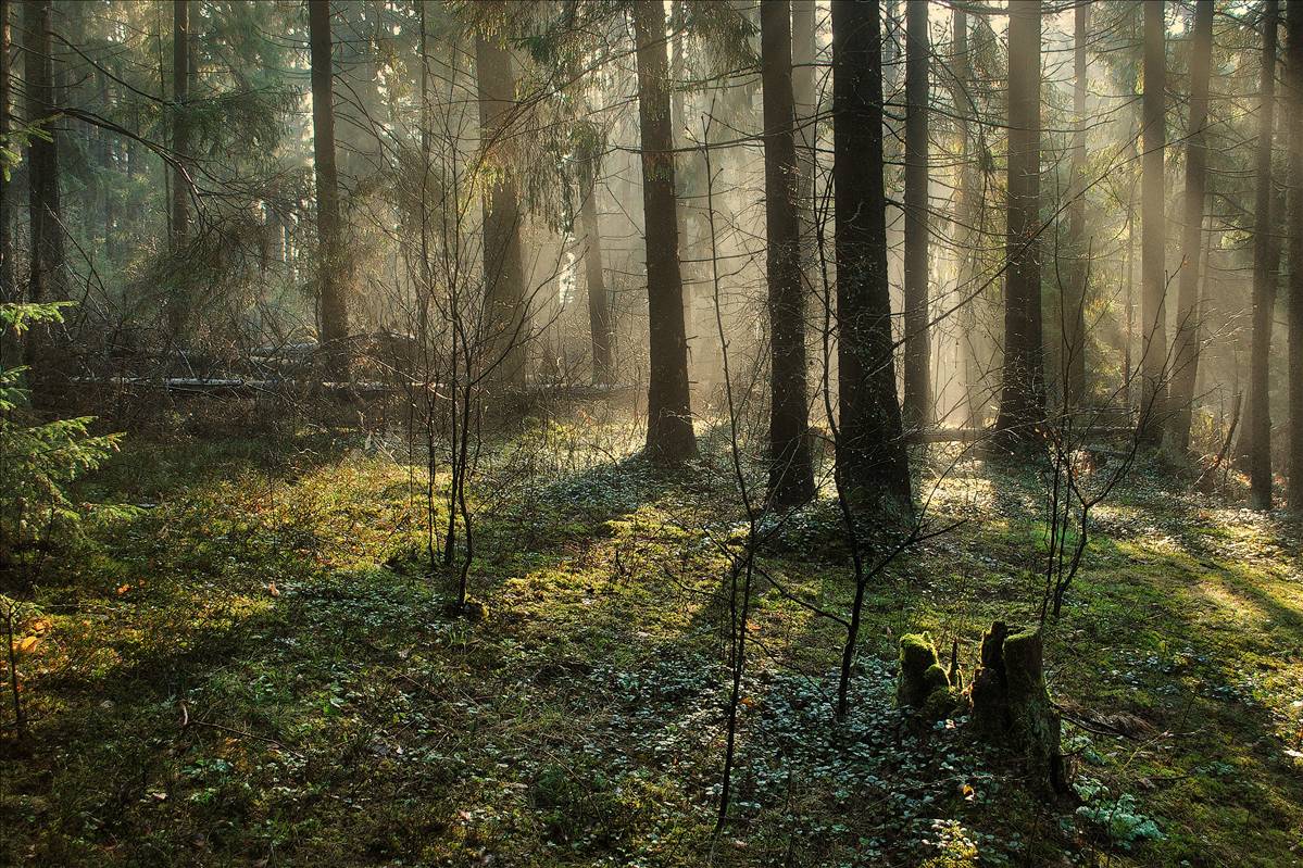 Фото дремучий лес из сказки