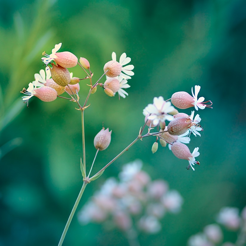 Mini Flower