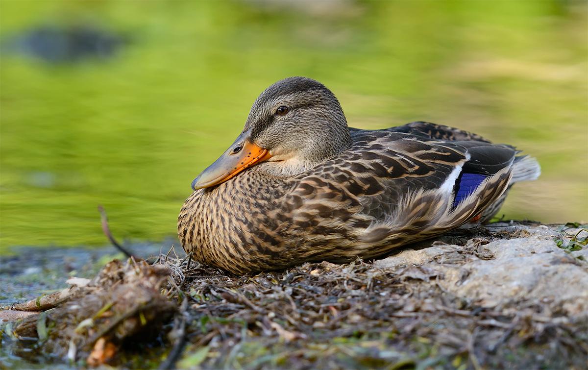 крючкоклювая утка. сайт duck. резиновая уточка богачка. шагающая утка. кряква селезень.