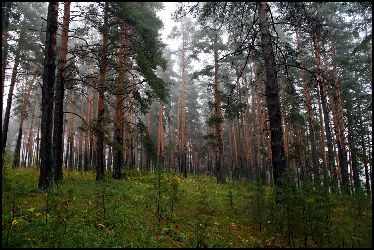 Сосновый лес в районе Павловска