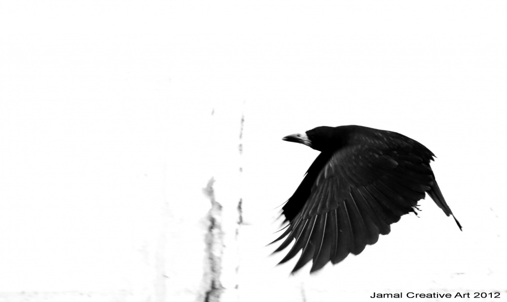 Под крылом ворона шебалин. Взмах крыльев вороны. Крыло ворона. Чёрный ворон взмахивает крыльями. Взмах крыла ворона.