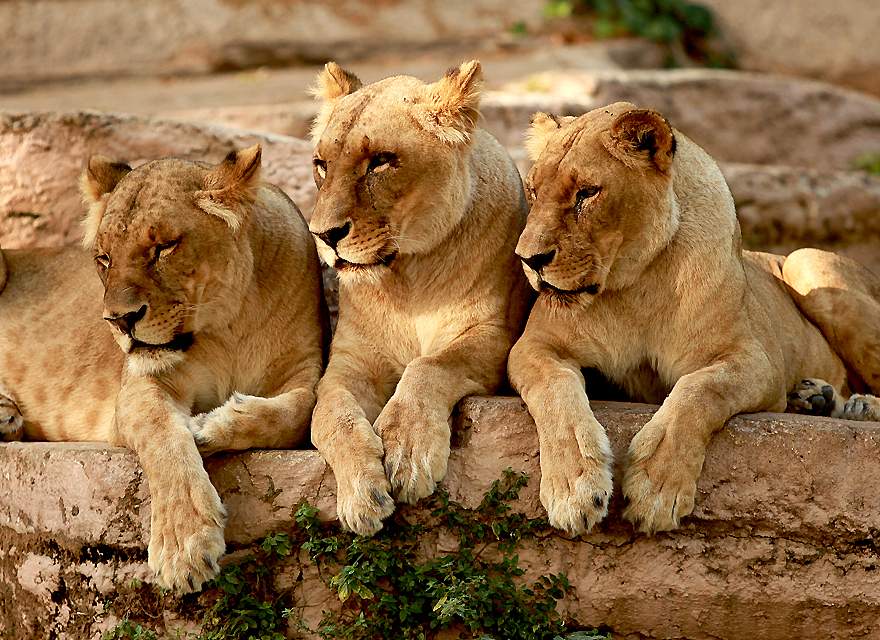 Читать 3 льва. Три львицы. Львица с тремя львятами. Три львицы фото. Семья Львов с тремя львятами.