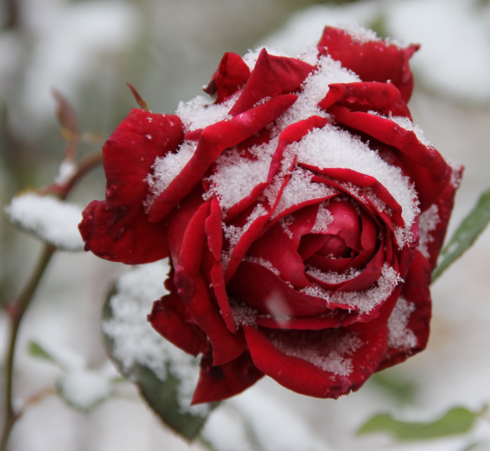 Шикарные зимние розы