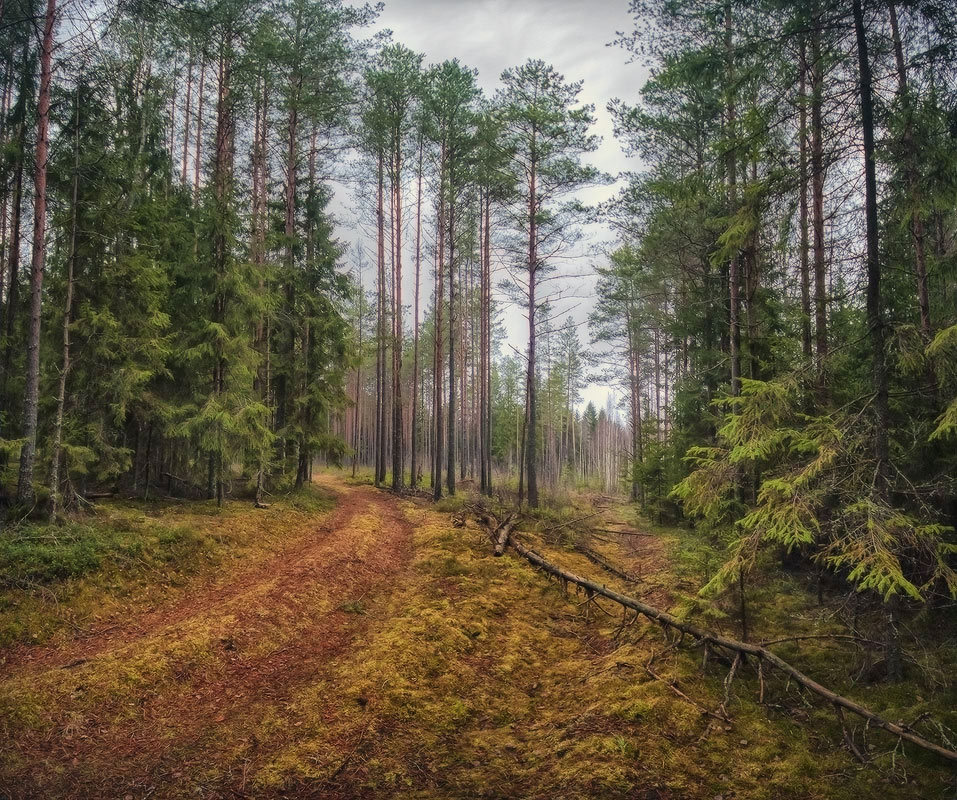 Следующий лес. Лесное царство Андрианково. Царство леса. Вымокший лес. Влажный хвойный лес.