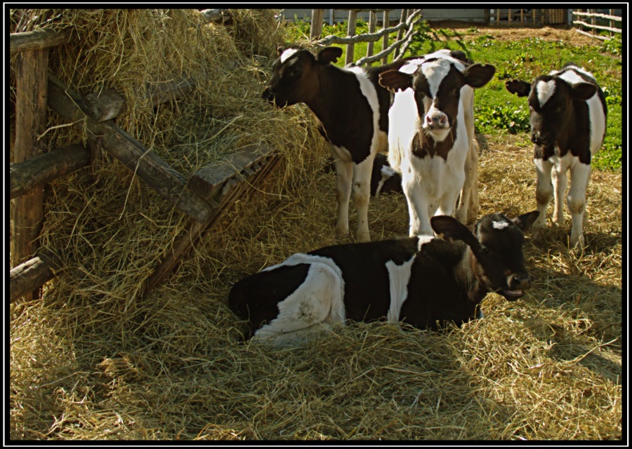 колхоз коровы. апк вологодской области. колхоз коровы. молочное скотоводство в вологодской области. колхоз коровы.