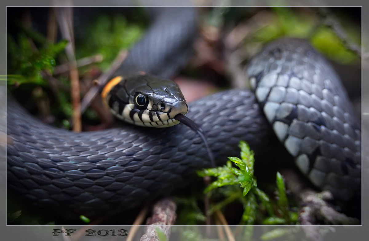 Фотографии змей