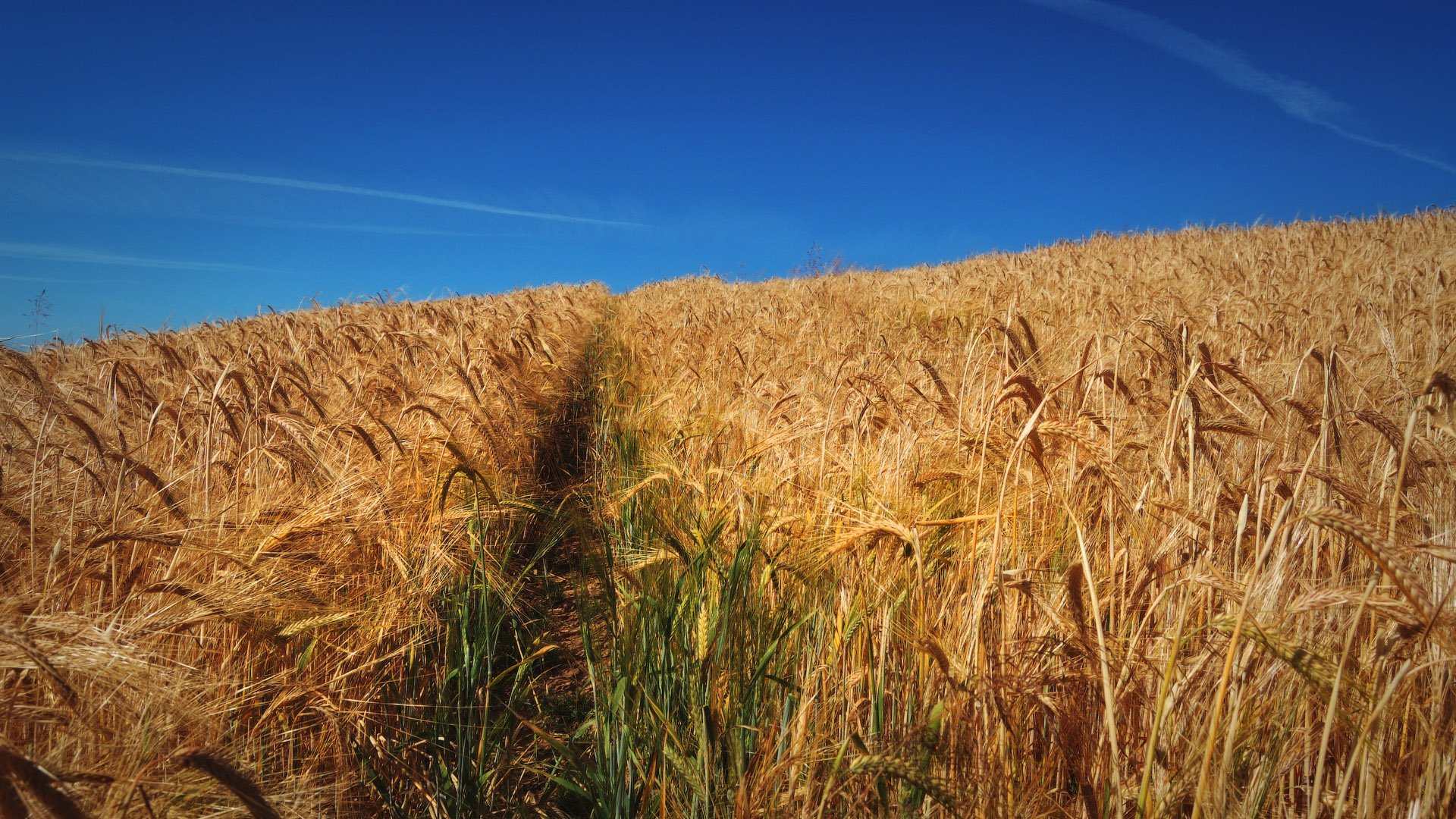 Село пшеничное. Хлебные поля Удмуртии. Румыния хлебные поля. Поле пшеницы. Поле колхоз.