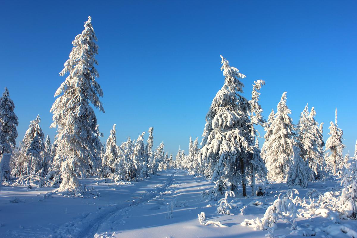 Зимняя тайга красивые фото