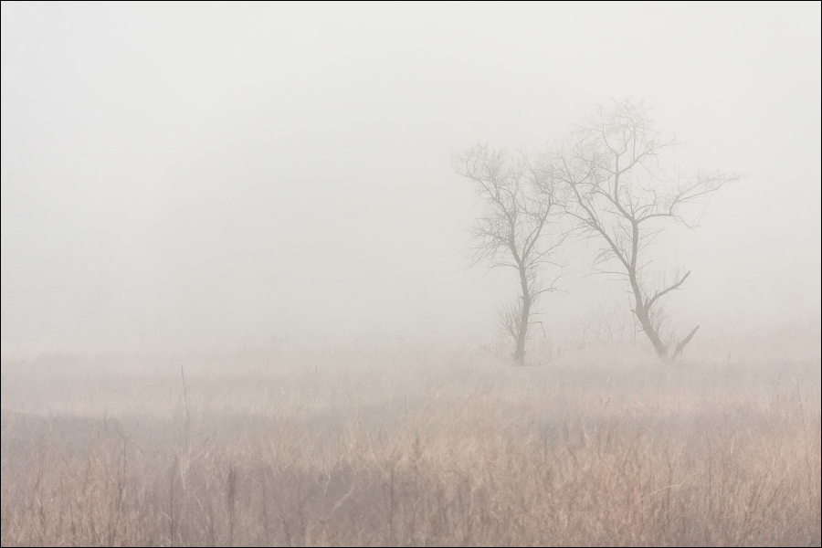 туманный лес. снежная мгла явление природы-. снежная мгла. сплошной туман. обои лес в тумане.