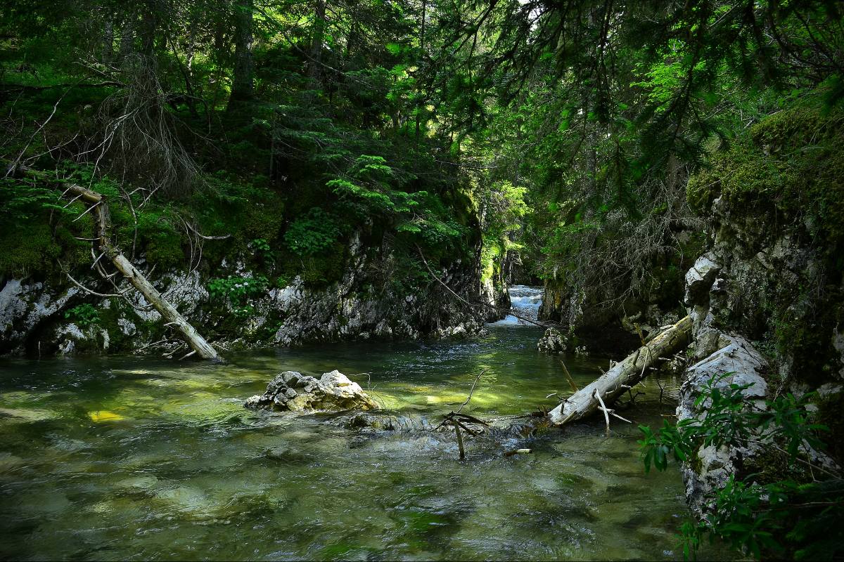 В лесной глуши. Глухомань лес. Лесная глухомань. Лес глушь. Лесная глушь.